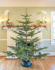 Silver Tip *Limited Supply