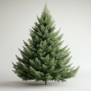 Noble Fir