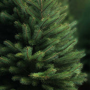 Douglas Fir