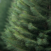 Douglas Fir