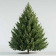 Douglas Fir