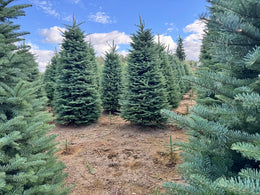Noble Fir