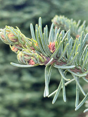 Noble Fir