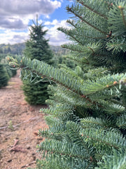Noble Fir